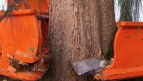 国产大型伐木机械视频,高效作业，绿色环保新篇章