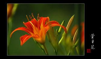 萱草花动画视频国产版,国产动画中的温馨亲情之旅