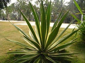 国产龙舌兰花品种介绍视频,揭秘龙舌兰花品种的瑰丽风采
