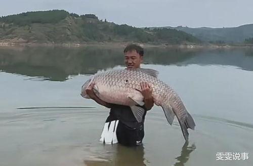 青鱼视频国产qyu5,Qyu5平台上的精彩瞬间回顾