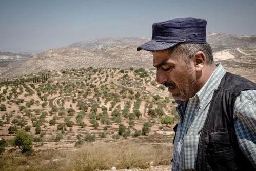 国产橄榄树造型视频,匠心独运，展现自然之美