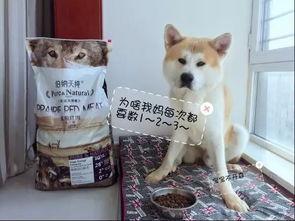 国产酿酒狗测评视频大全,一网打尽热门酒款，揭秘品质与口感