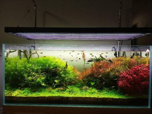 国产水族草缸视频网站